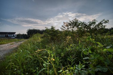 Konut evlerine giden kırsal yol manzarası.