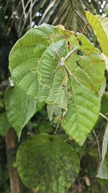 Küçük küre dokumacı örümcek mercangiller dev çay yapraklarının üzerinde dinleniyor..