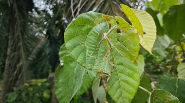 Küçük küre dokumacı örümcek mercangiller dev çay yapraklarının üzerinde dinleniyor..