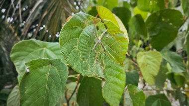 Küçük küre dokumacı örümcek mercangiller dev çay yapraklarının üzerinde dinleniyor..
