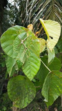 Küçük küre dokumacı örümcek mercangiller dev çay yapraklarının üzerinde dinleniyor..