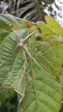 Küçük küre dokumacı örümcek mercangiller dev çay yapraklarının üzerinde dinleniyor..