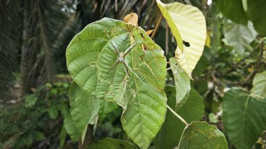 small orb weaver spider resting on the macarange gigantea leaves. clipart