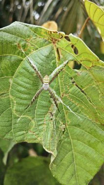 Küçük küre dokumacı örümcek mercangiller dev çay yapraklarının üzerinde dinleniyor..