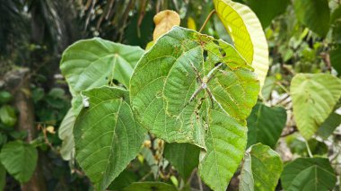 Küçük küre dokumacı örümcek mercangiller dev çay yapraklarının üzerinde dinleniyor..