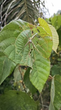 small orb weaver spider resting on the macarange gigantea leaves. clipart