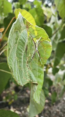 Küçük küre dokumacı örümcek mercangiller dev çay yapraklarının üzerinde dinleniyor..