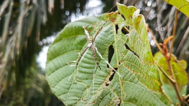 Küçük küre dokumacı örümcek mercangiller dev çay yapraklarının üzerinde dinleniyor..