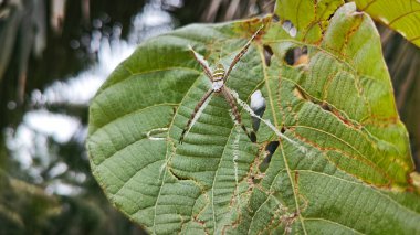 small orb weaver spider resting on the macarange gigantea leaves. clipart