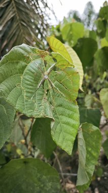 Küçük küre dokumacı örümcek mercangiller dev çay yapraklarının üzerinde dinleniyor..