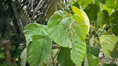 Küçük küre dokumacı örümcek mercangiller dev çay yapraklarının üzerinde dinleniyor..