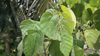 small orb weaver spider resting on the macarange gigantea leaves. clipart