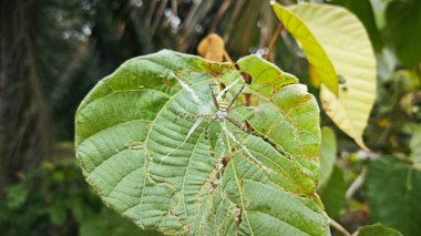 Küçük küre dokumacı örümcek mercangiller dev çay yapraklarının üzerinde dinleniyor..