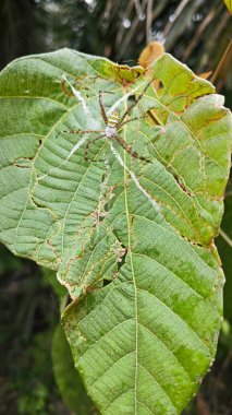 Küçük küre dokumacı örümcek mercangiller dev çay yapraklarının üzerinde dinleniyor..