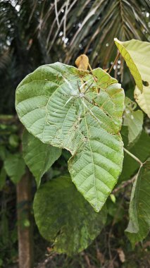 Küçük küre dokumacı örümcek mercangiller dev çay yapraklarının üzerinde dinleniyor..