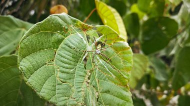 Küçük küre dokumacı örümcek mercangiller dev çay yapraklarının üzerinde dinleniyor..