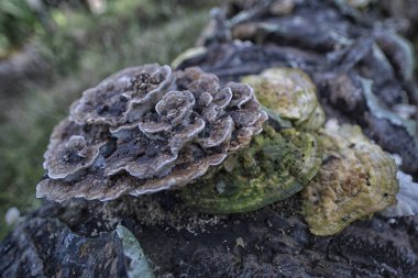 the wild parasite fungi sprouting from the decaying oil palm trunk. clipart