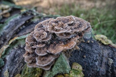 Çürüyen palmiye gövdesinden çıkan vahşi parazit mantarları..