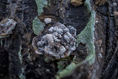 Çürüyen palmiye gövdesinden çıkan vahşi parazit mantarları..