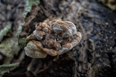 Çürüyen palmiye gövdesinden çıkan vahşi parazit mantarları..