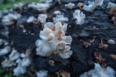 Çürüyen palmiye gövdesinden çıkan vahşi parazit mantarları..
