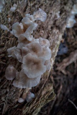 the wild parasite fungi sprouting from the decaying oil palm trunk. clipart