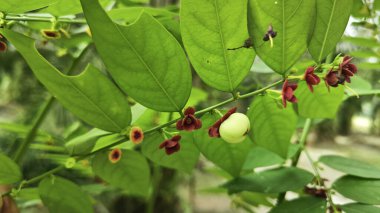 Breynia androgyna a shrub grown in some tropical regions as a leaf vegetable. clipart