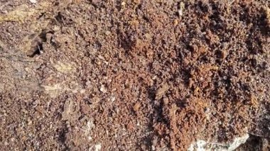 Sarı tepe karıncaları Dünya 'nın etrafında sürünüyor.