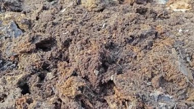 Sarı tepe karıncaları Dünya 'nın etrafında sürünüyor.