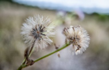 Closeup of the dried tiny white feathery bud bush weeds petals flower.  clipart