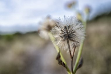 Closeup of the dried tiny white feathery bud bush weeds petals flower.  clipart