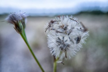 Closeup of the dried tiny white feathery bud bush weeds petals flower.  clipart