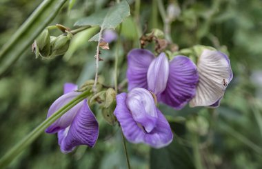 close shot of the wild violet spurred butterfly pea flower.  clipart