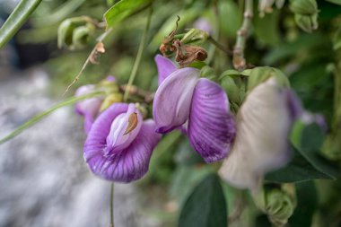 close shot of the wild violet spurred butterfly pea flower.  clipart