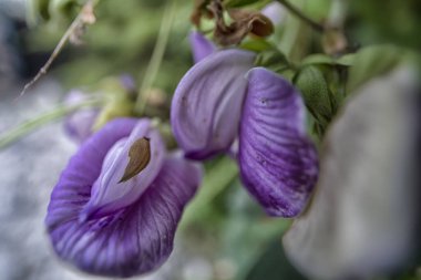 close shot of the wild violet spurred butterfly pea flower.  clipart