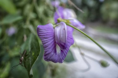 close shot of the wild violet spurred butterfly pea flower.  clipart