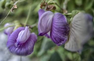 close shot of the wild violet spurred butterfly pea flower.  clipart