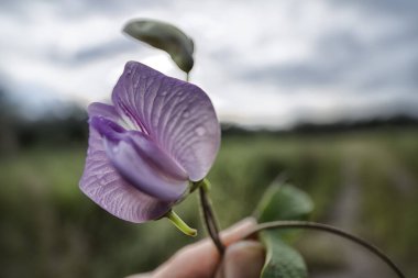 close shot of the wild violet spurred butterfly pea flower.  clipart