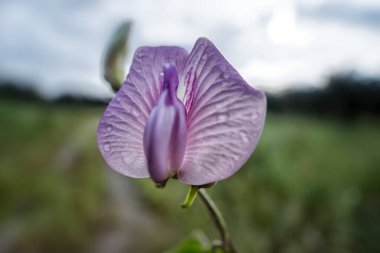 Yabani menekşenin yakın çekimi kelebek bezelye çiçeğini ateşledi.. 