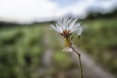 Closeup of the dried tiny white feathery bud bush weeds petals flower.  clipart