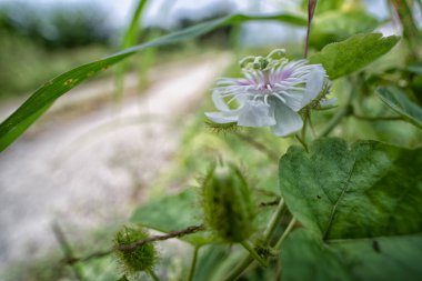 Vahşi Passiflora Foetida çalılıklarda meyve ve çiçek.   