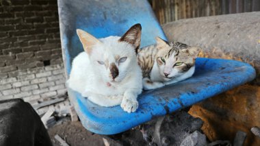 Sokak kedileri hurdalıkta dinlenip aylak aylak dolaşıyorlar..