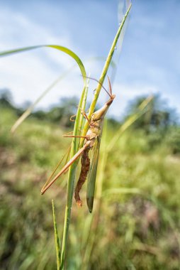 Uzun yabani otların üzerinde asılı çekirge.. 