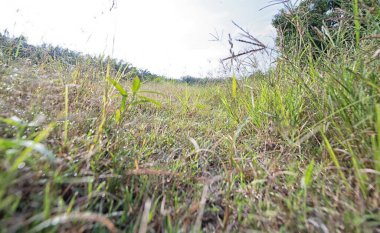 landscape field full of wild paspalum notatum weed grasses. clipart