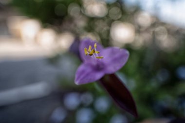 Purple heart flower plant with blurry background. clipart