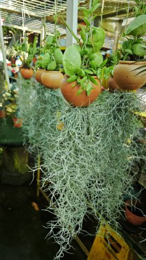 leafy succulent and spanish moss air plant pot. clipart