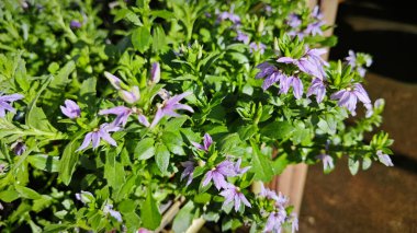 Scaevola çiçeği sıcak hava bitkisi. Uzun ömürlü bitki..
