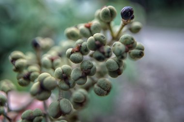 Elinde bir demet küçük makarna dev çay tohumu tutuyordu.. 