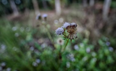 Küçük Ageratum Conyzoides ot tomurcuğunun yakın çekimi..
