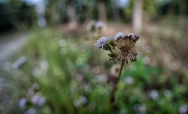 close shot of the tiny ageratum conyzoides weed flower bud. clipart